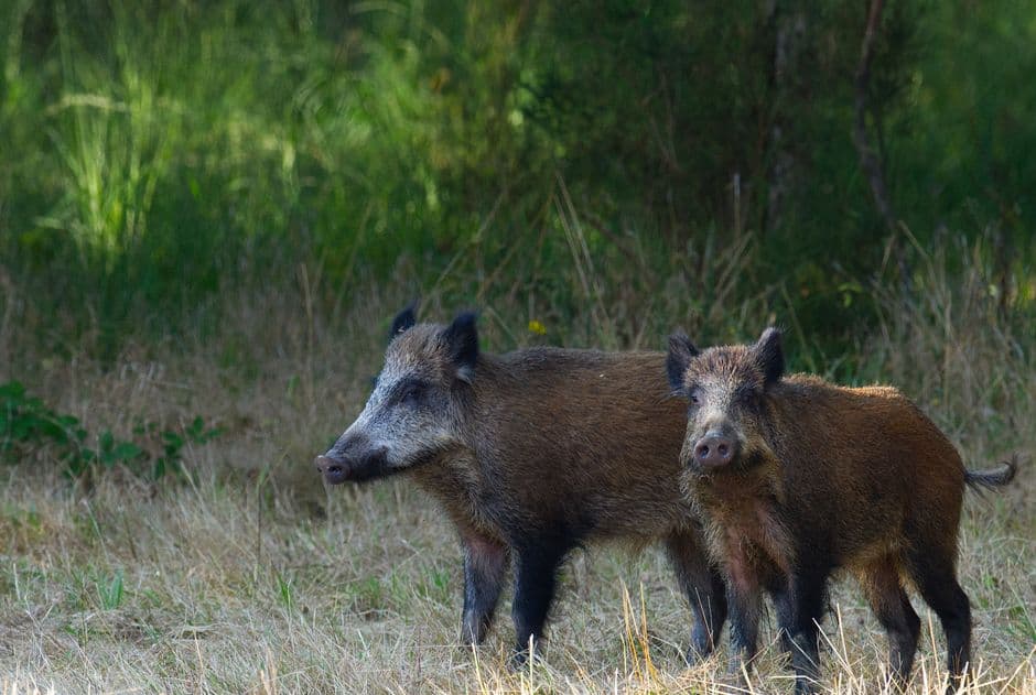 Sagra: Sagra del Cinghiale di Dugenta, Dugenta