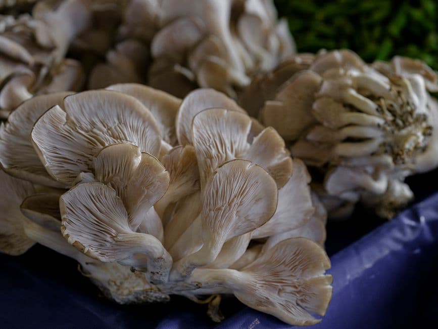 Sagra: Sagra del Fungo Cardoncello, Minervino Murge