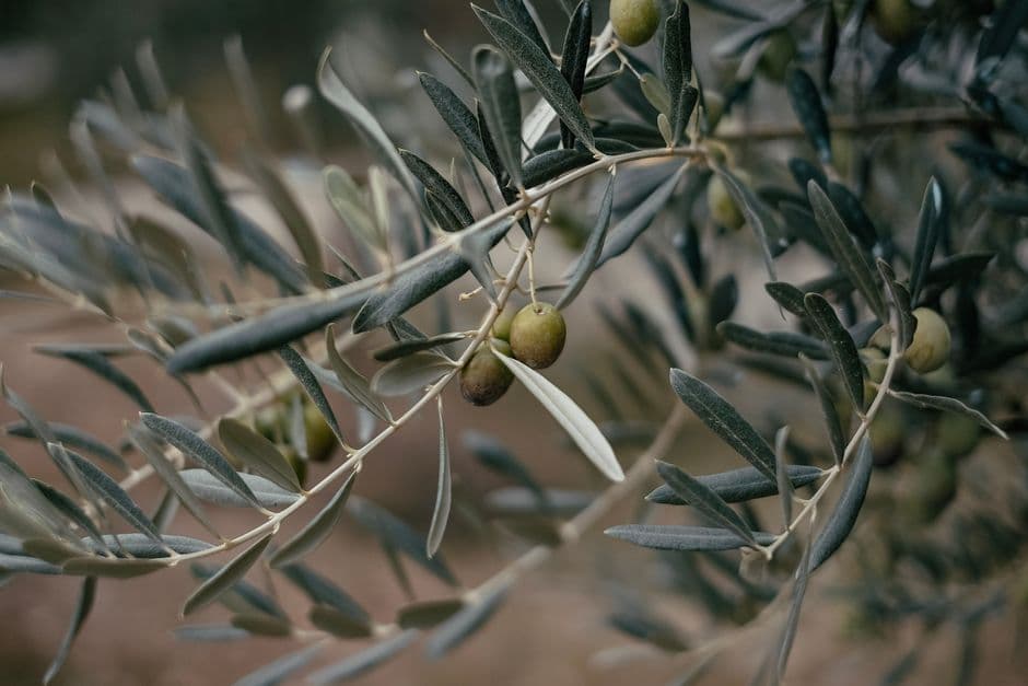 Sagra: Sagra delle Olive e dell'Olio, Sannicandro di Bari