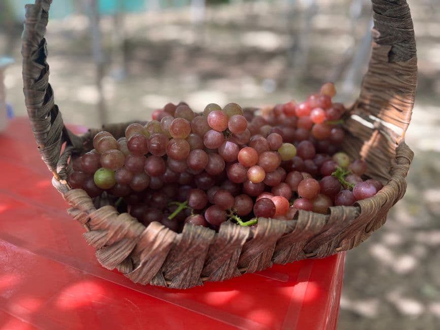 Sagra: Sagra dell'Uva e delle Frittelle, Adelfia