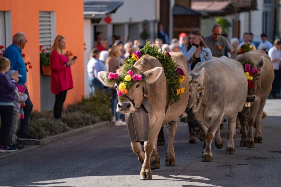 Festa: Transumanza dall'Alpe di Siusi (Almabtrieb), Castelrotto