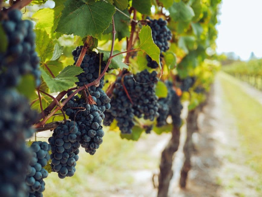 Evento: Vernazzo in Vigna, Vernazza