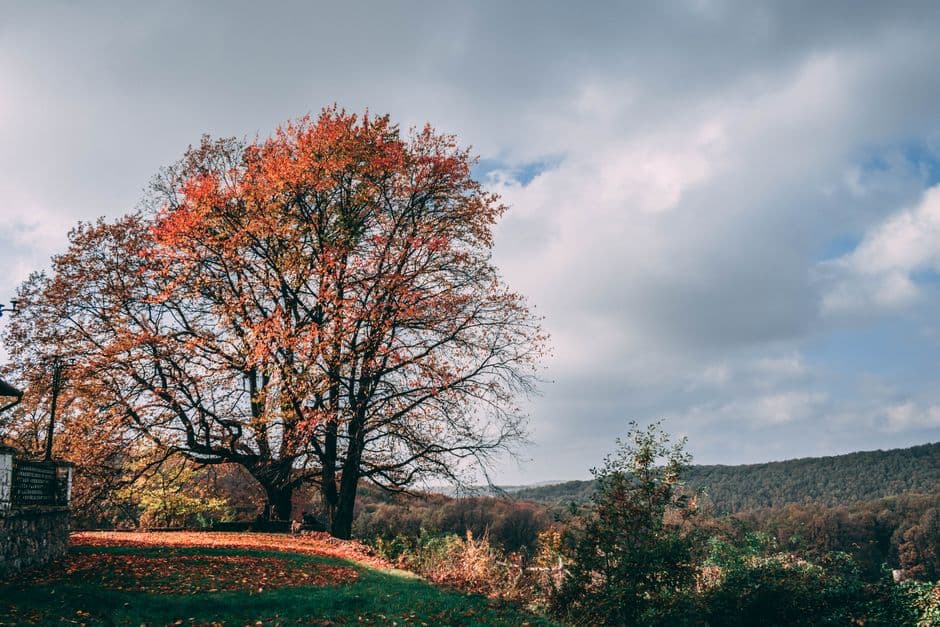 Sagra: Autunno in Ghedi, Ghedi