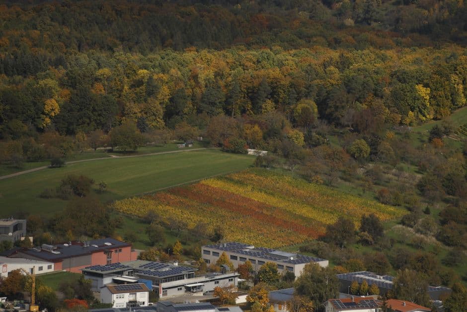 Fiera: Fiera del Rapulè Tra i Colori d'Autunno, Calosso