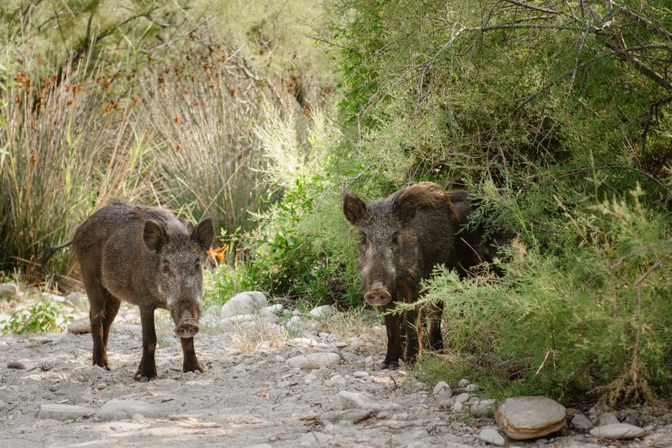 Sagra: Sagra del Cinghiale di Desulo, Desulo