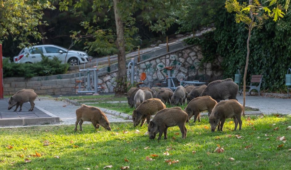 Sagra: Sagra del Cinghiale e della Castagna, San Potito Ultra