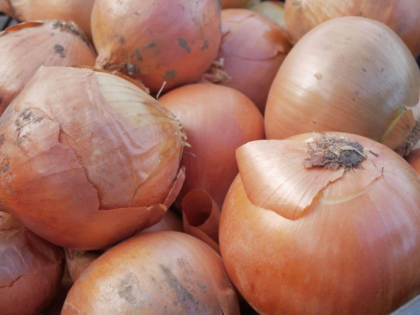 Sagra: Sagra della Cipolla di Acquapendente, Acquapendente
