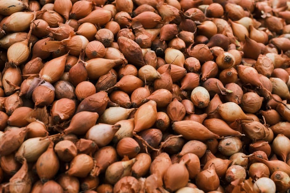 Sagra: Sagra della Cipolla di Vatolla, Perdifumo