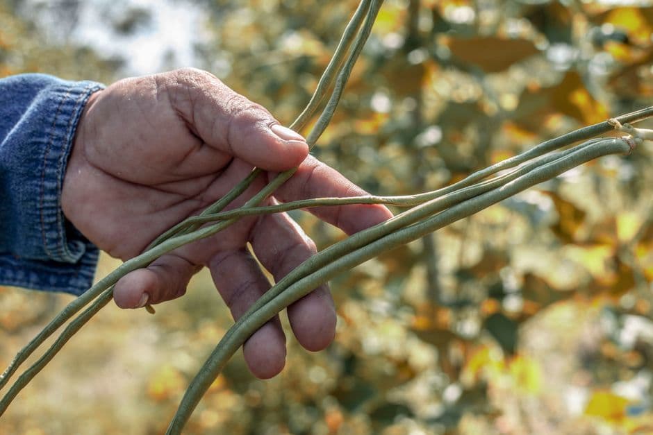 Sagra: Fasulin de l'oc cun le Cudeghe, Pizzighettone