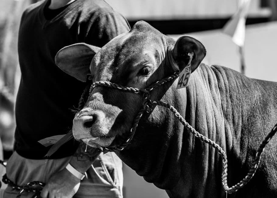 Fiera: Rassegna Zootecnica - Esposizione Caprina e Bataja d'Le Crave Qualifica Manifestazione: Locale, Locana