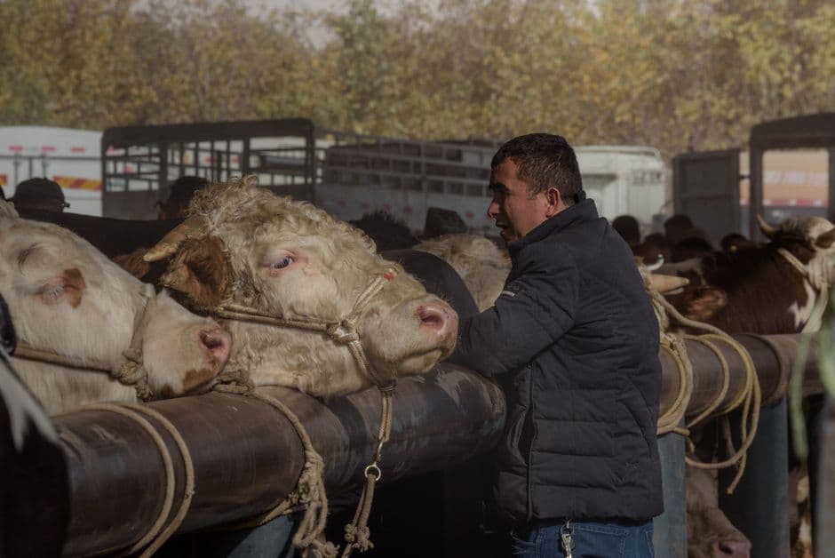 Fiera: Fiera del Bestiame ed Esposizione Mezzi Agricoli, Delebio