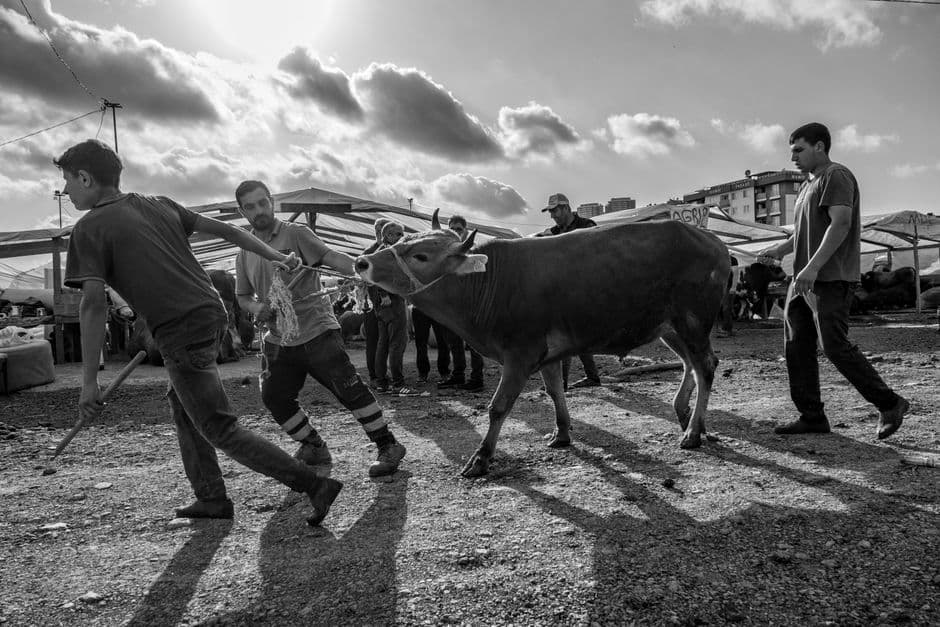 Sagra: Mostra Interprovinciale Capretti Razza Orobica, Delebio