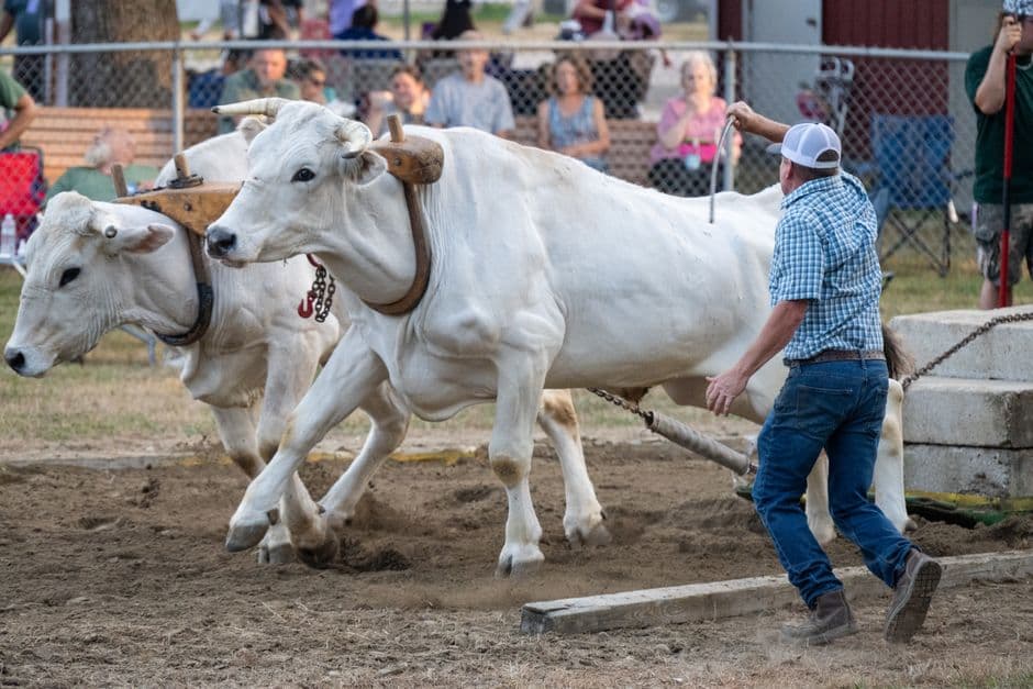 Festa: Tradizionale ritorno del bestiame con festa, Velturno