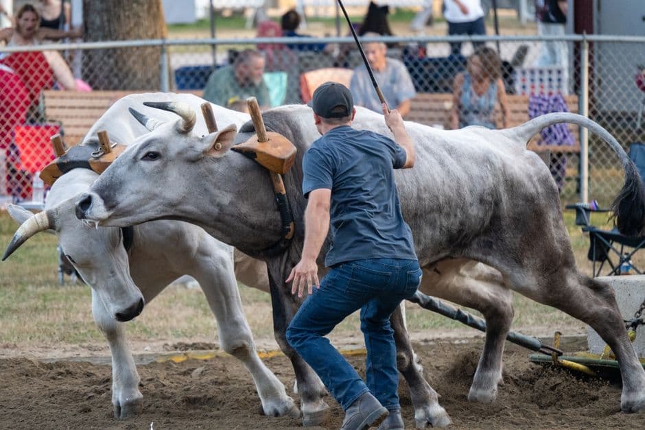 Fiera: Fiera Agricola Zootecnica dell'Artigianato e dei Prodotti del Territorio, Almese