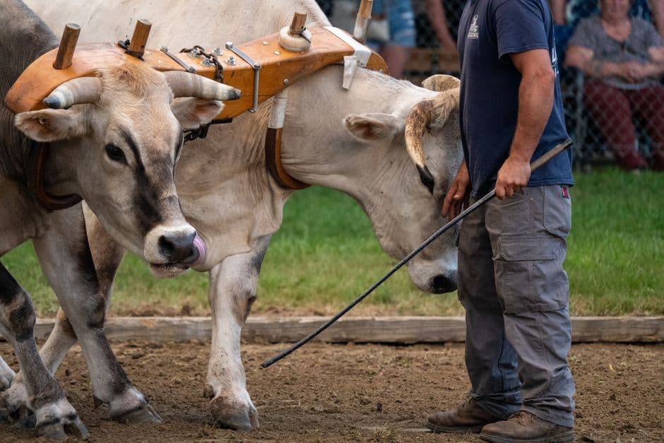 Sagra: Mostra Interprovinciale Ovini di Razza Frabosana Roaschina, Roaschia
