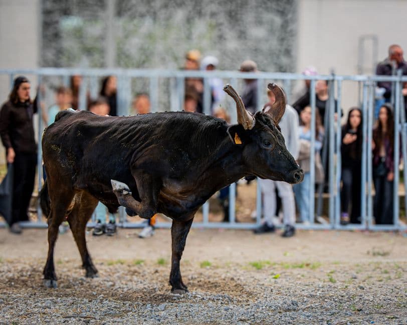 Fiera: 57a Mostra Zootecnica, Livigno