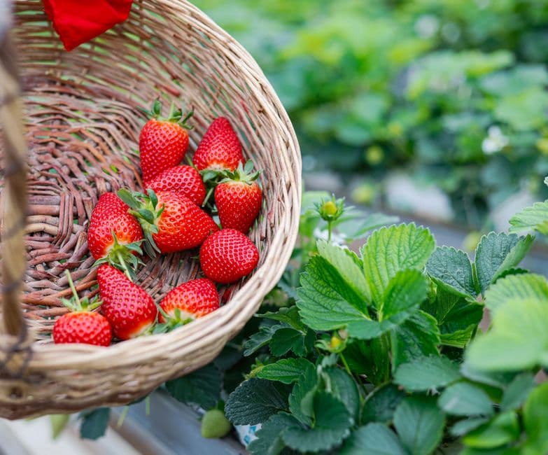 Sagra: Sagra della Fragola, Sommariva Perno