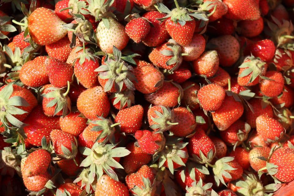 Sagra: Fragolata, Rossiglione