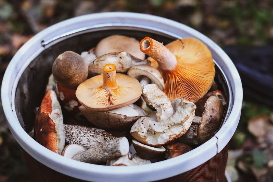 Sagra: Sagra dei Funghi Porcini di Castelpagano, Castelpagano