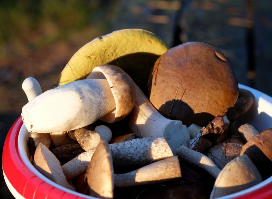 Sagra: Sagra del Fungo Porcino, Cassinelle
