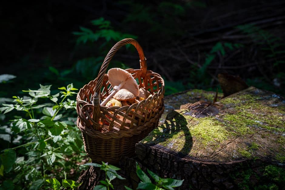 Sagra: Sagra dei Funghi di Floresta, Floresta