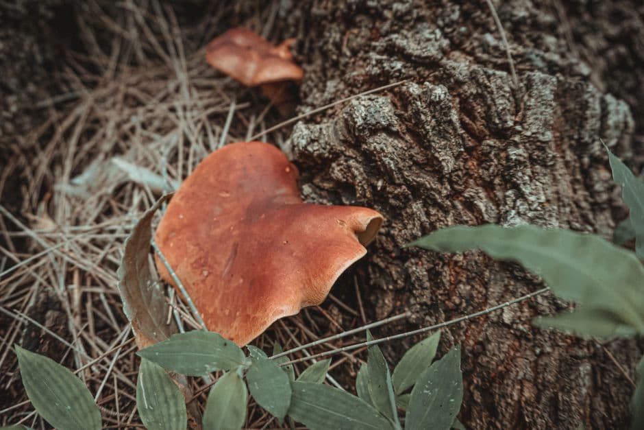 Sagra: Sagra del Fungo Cardoncello, Gravina in Puglia