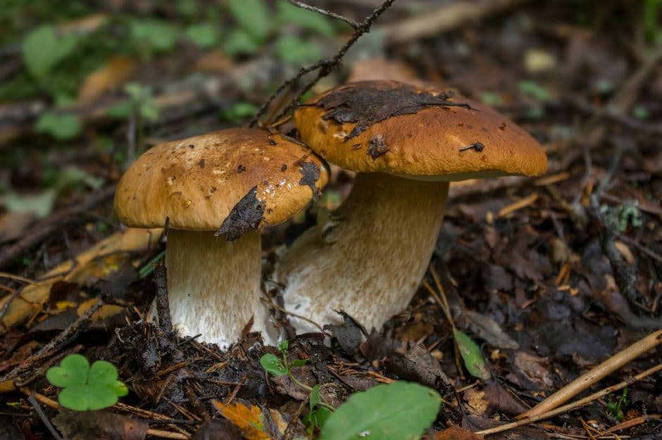 Sagra: Sagra dei Funghi di Cusano Mutri, Cusano Mutri