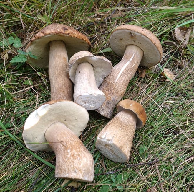 Sagra: Sagra del Fungo Porcino di Torchiati, Montoro