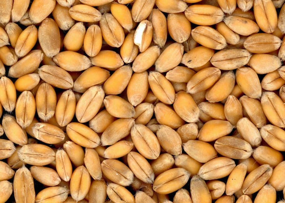 Sagra: Sagra te lu Ranu, Lizzanello