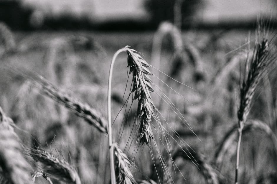 Sagra: Sagra del Grano di Baucina, Baucina