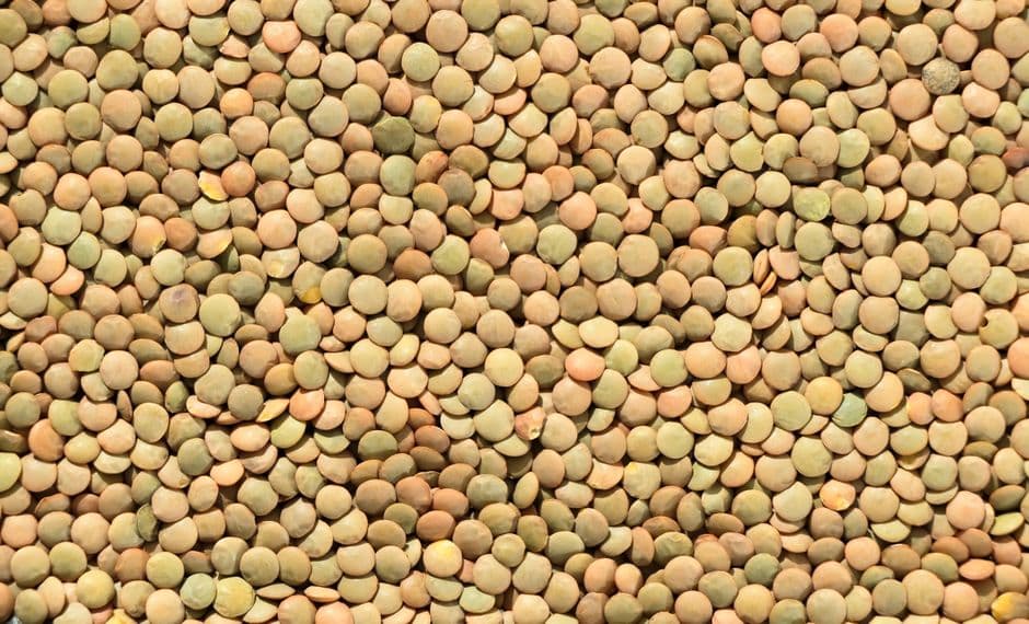 Sagra: Sagra della Lenticchia di Onano IGP, Onano