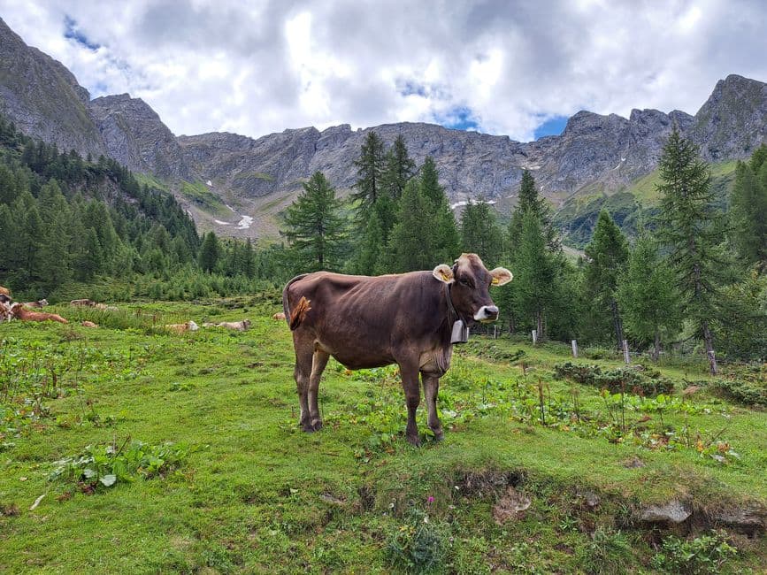 Sagra: Transumanza delle pecore a Maso Corto, Senales