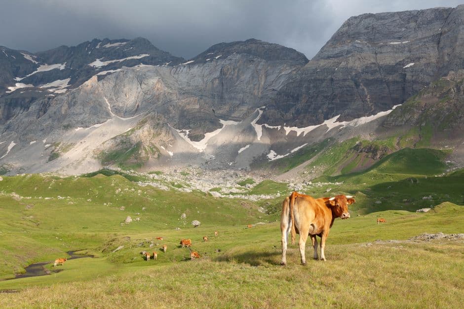 Sagra: anni Parco naturale Gruppo di Tessa | Transumanza, Senales