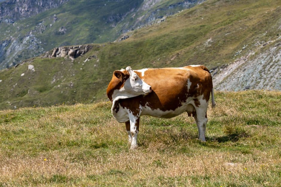 Sagra: Rosari Transumanza a Laion, Laion