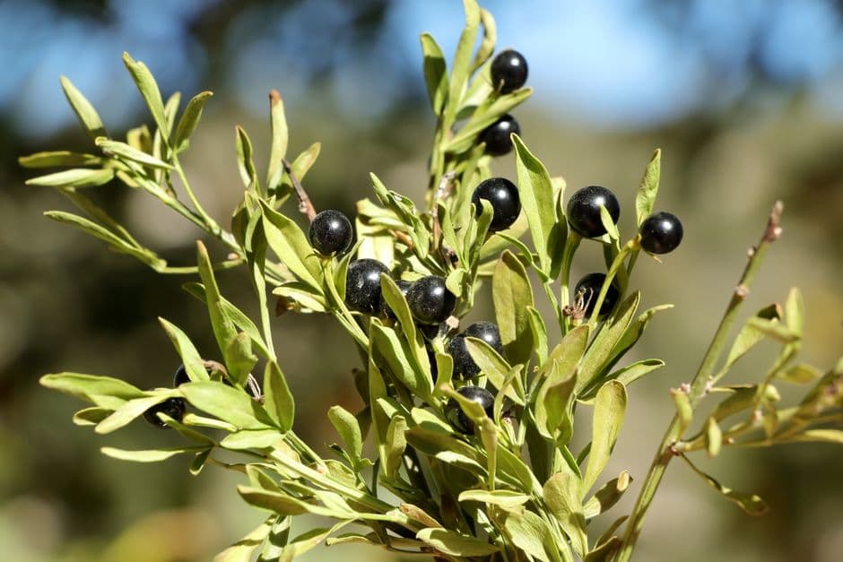 Sagra: Sagra del Mirto, Telti