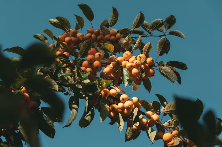 Sagra: Sagra della Mostarda e del Ficodindia di Militello, Militello in Val di Catania
