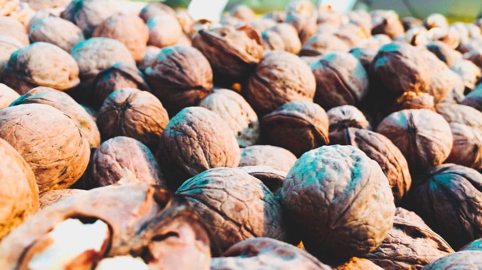Sagra: Sagra de lu Noce, Nociglia