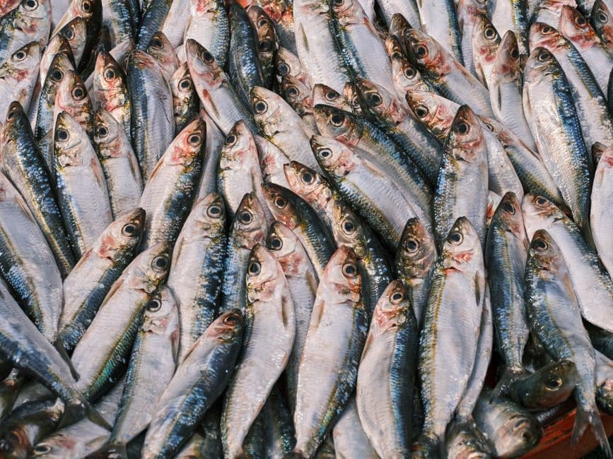Sagra: Sagra della Saraghina, Cesenatico