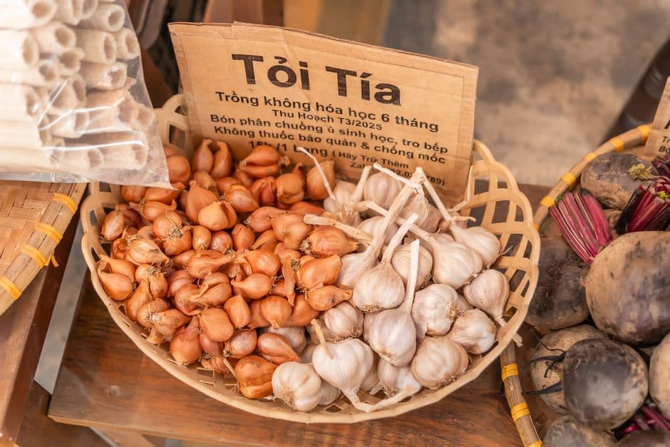 Fiera: Fiera dello Scalogno IGP di Romagna, Riolo Terme