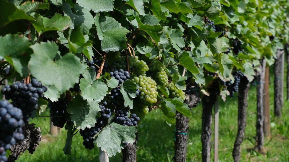 Sagra: Festa dell'Uva di San Donà di Piave, San Donà di Piave