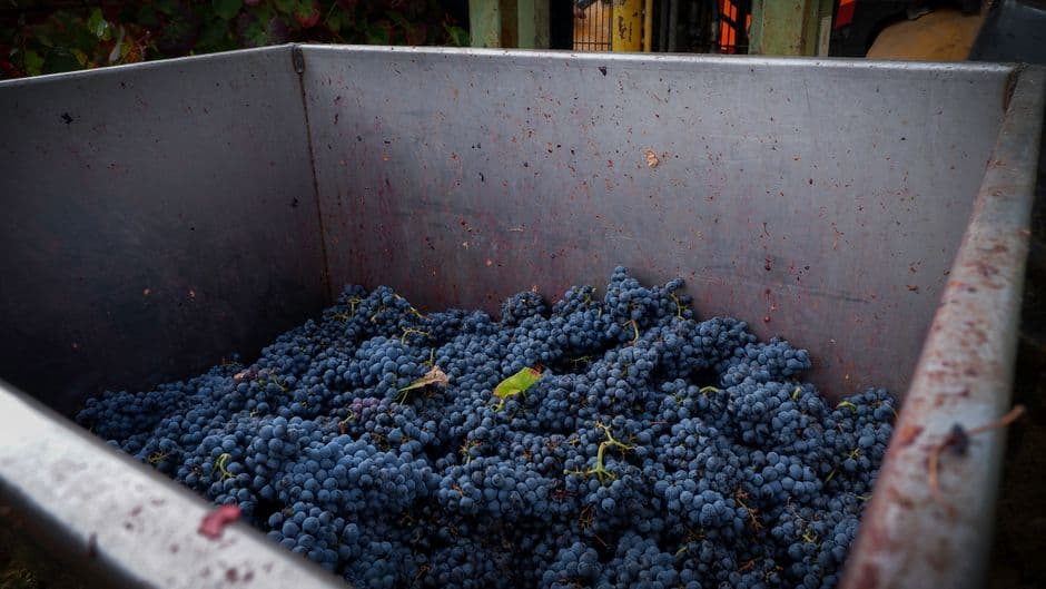 Sagra: Festa dell'Uva di Masera, Masera