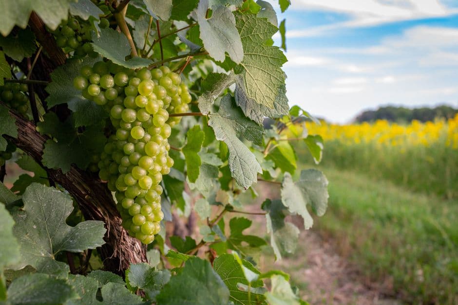 Sagra: Sagra della Vendemmia di Carinola, Carinola