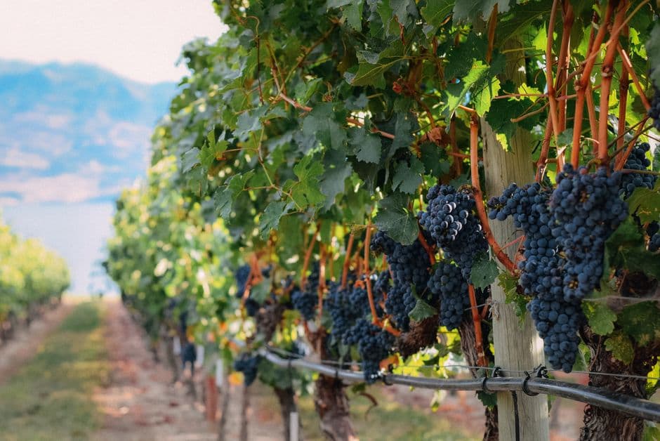 Festa: L'Ultimo Carico d'Uva di Cornaiano, Appiano sulla Strada del Vino