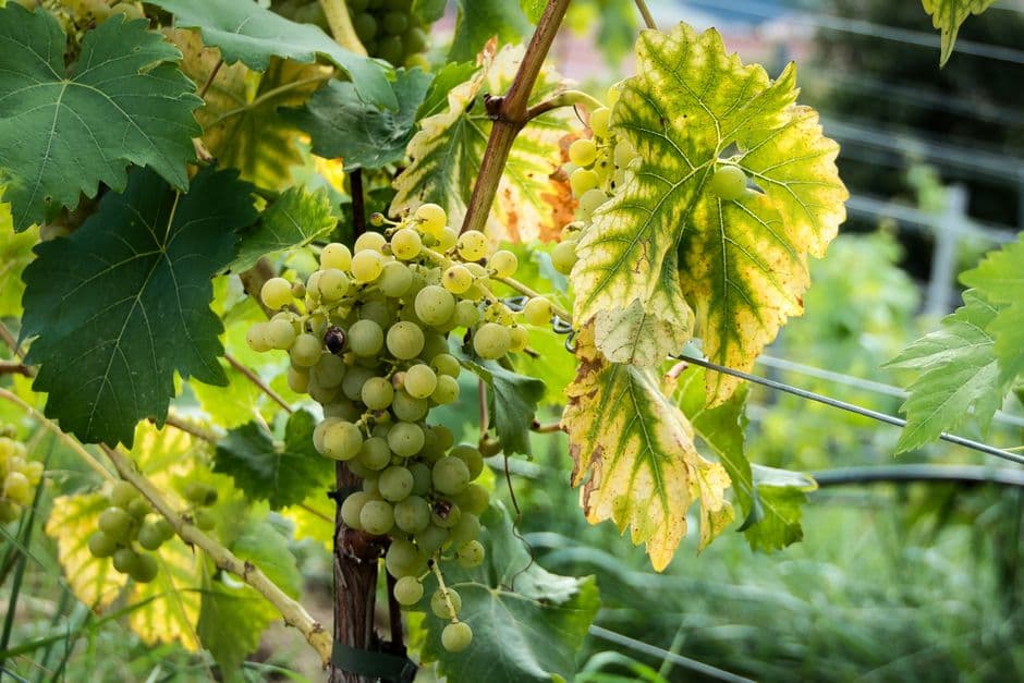 Sagra: Sagra dell'Uva di Riardo, Riardo