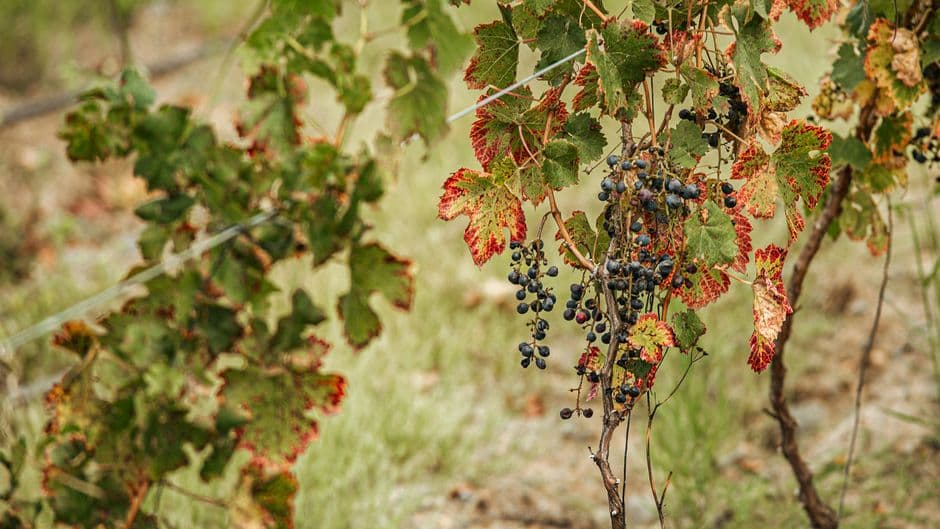 Festa: Festa dell'Uva di Impruneta, Impruneta