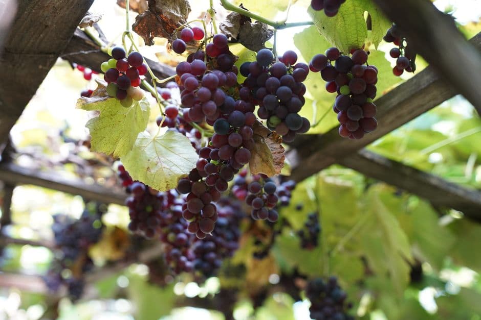 Sagra: Sagra dell'Uva di Angera, Angera
