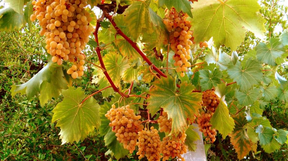 Sagra: Sagra del Vino di Tivegna, Follo