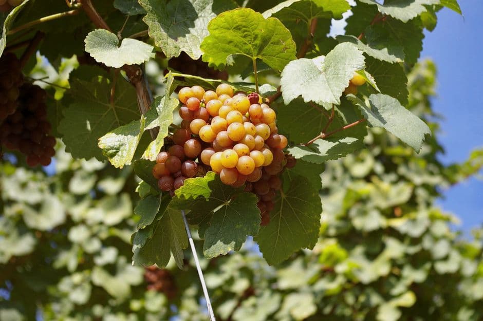 Sagra: Festa del Vino di Torano Nuovo, Torano Nuovo