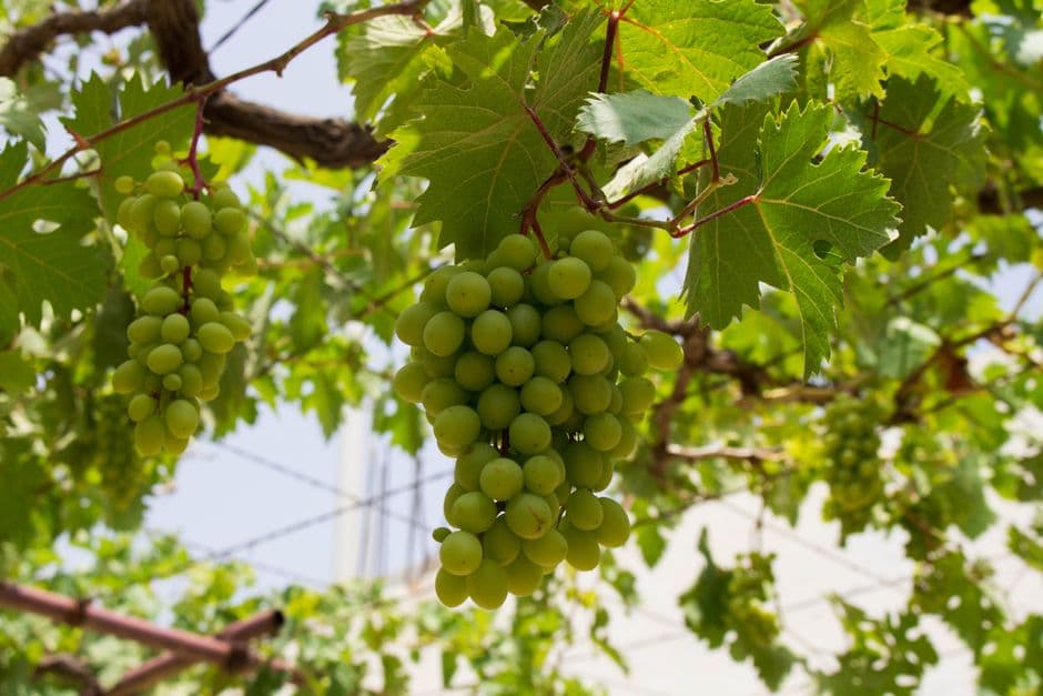 Sagra: Sagra dell'Uva e del Vino, Vezzano Ligure