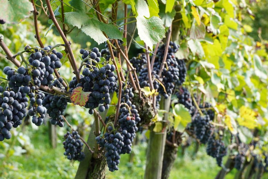 Festa: Festa del Vino di Genazzano, Genazzano